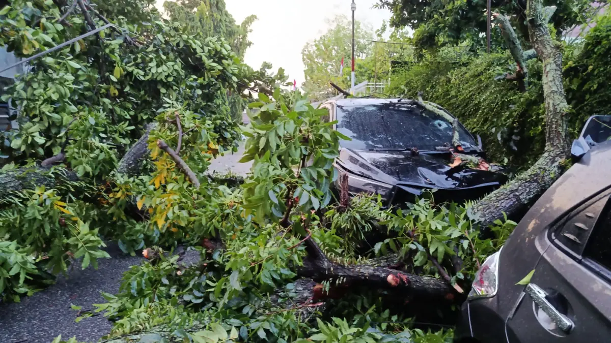 Pohon tumbang akibat hujan deras dan angin kencang menimpa dua mobil yang terparkir di Jalan Danau Maninjau, Siantar Timur.