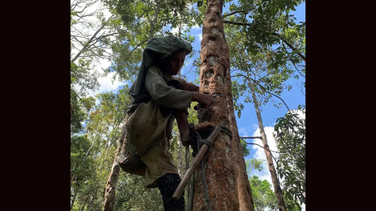 Seorang petani memanjat pohon kemenyan untuk menderes getah di Tapanuli Utara. Proses pemanenan kemenyan juga dilakukan oleh perempuan.