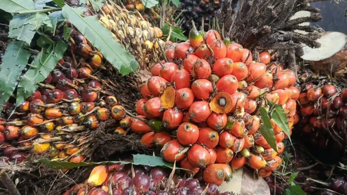 Tandan buah segar (TBS) kelapa sawit. Harga TBS di 15 daerah penghasil sawit Sumut pekan ini berkisar Rp2.870 hingga Rp3.420 per kilogram. 