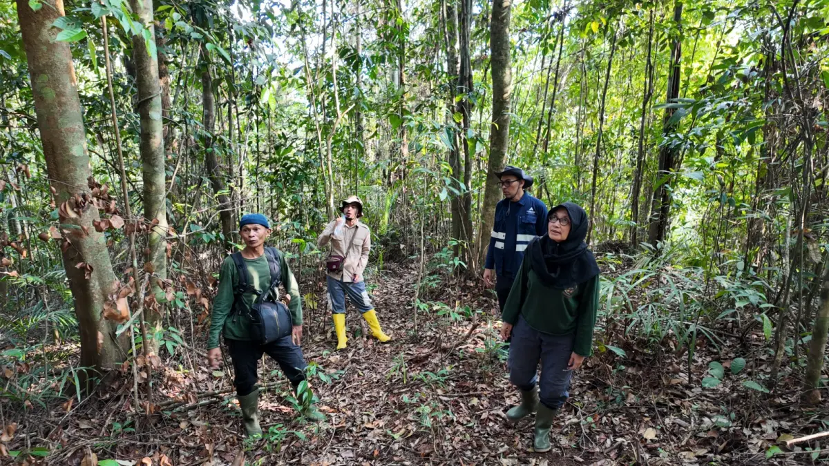 Tim FOKUS bersama Pimpinan Stasiun Riset dan Manager Manager Biodiversity & Environmental Strategic Development PTAR melihat habitat Orangutan Tapanuli, Sabtu (22/8/2026) di Area Preservasi Martabe (Samman/MetroDaily)