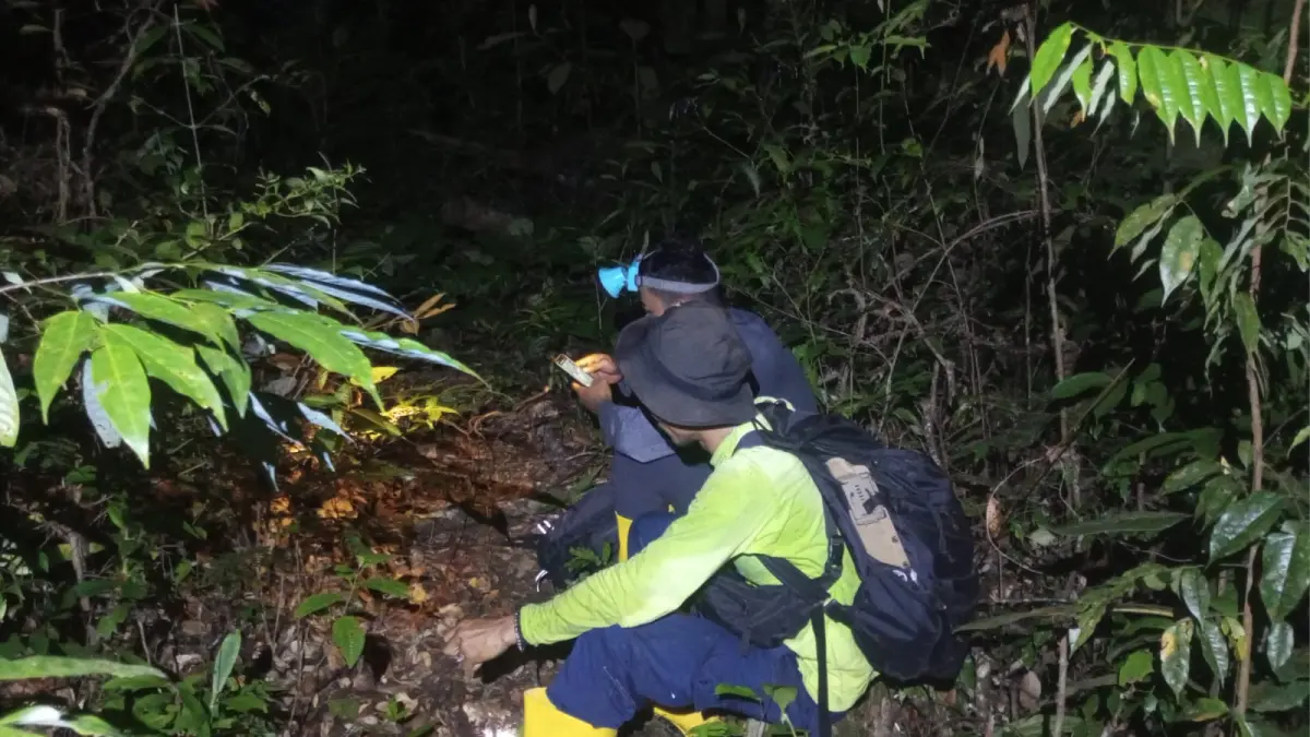 Parman Sitanggang dan kawan-kawan--Komunitas lokal yang jadi jagawana di Area Preservasi Martabe-- sedang berpatroli malam di Ekosistem Batang Toru ini beberapa waktu lalu. (Ist)