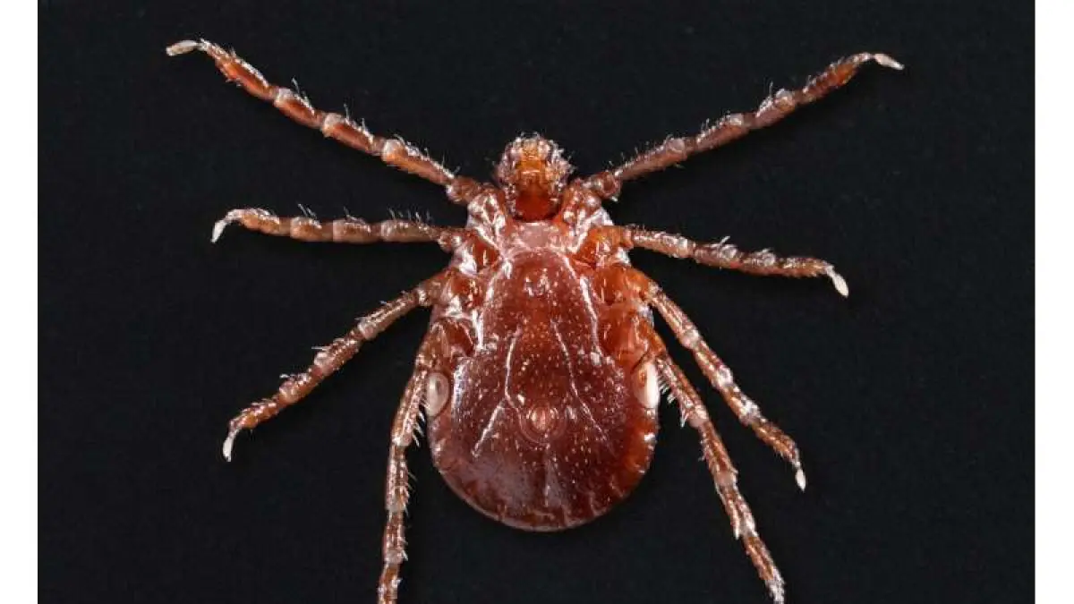 Kutu Haemaphysalis longicornis menjadi salah satu vektor yang ditemukan membawa RNA virus baru ALTNV dalam penelitian ilmuwan China.