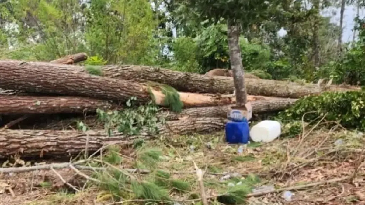 Sejumlah batang pohon pinus yang disebut ditebang di kawasan Desa Habeahan, Kecamatan Lintongnihuta, Humbahas. Aktivitas tersebut mendapat sorotan DPRD Sumut karena dikhawatirkan meningkatkan risiko longsor dan banjir bandang.