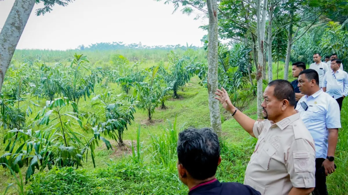 Bupati Batu Bara Dr. H. Baharuddin Siagian kunjungan langsung penangkaran dan perkebunan pohon aren di Deli Serdang.