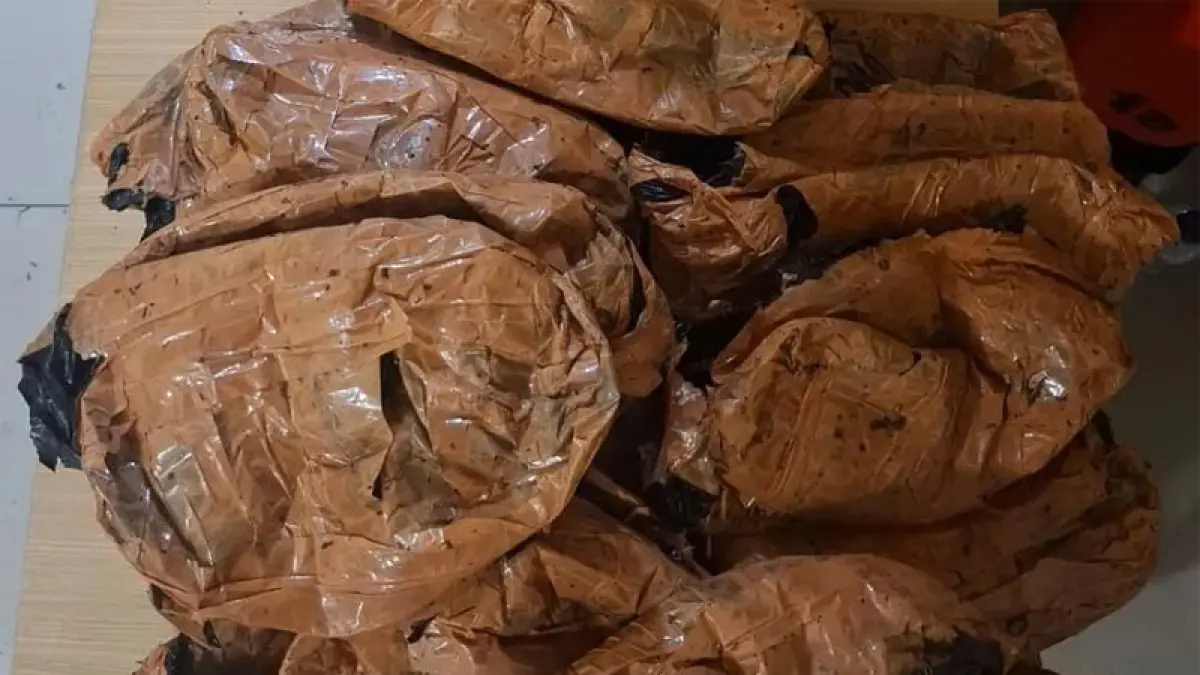 Barang bukti 26 ball ganja.