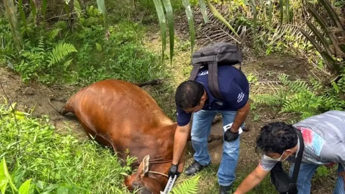 Lima sapi ditemukan mati di areal perkebunan kelapa sawit Dolok Ilir, Afdeling 5 Serbelawan, Kabupaten Simalungun.