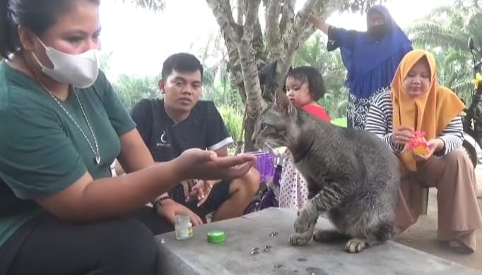 Kucing jantan bernama Brow menjilati balsem yang disodorkan kepadanya. (Istimewa)