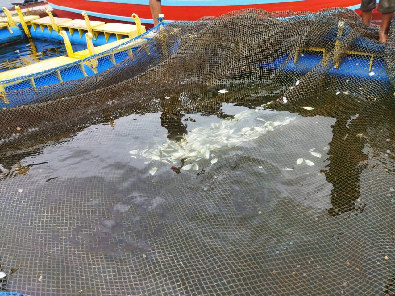 Ikan-ikan yang mati akibat keruhnya air laut pesisir Sibolga di Panomboman.