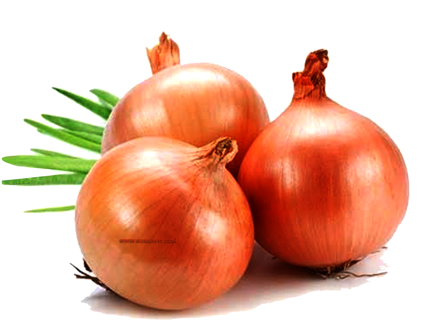 Bawang Bombay-Ilustrasi.