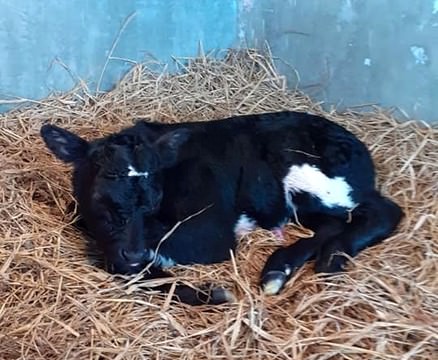 Sapi Belgian Blue jenis kelamin betina berat 52 kg telah lahir di melalui Operasi Caesar di Pollung.