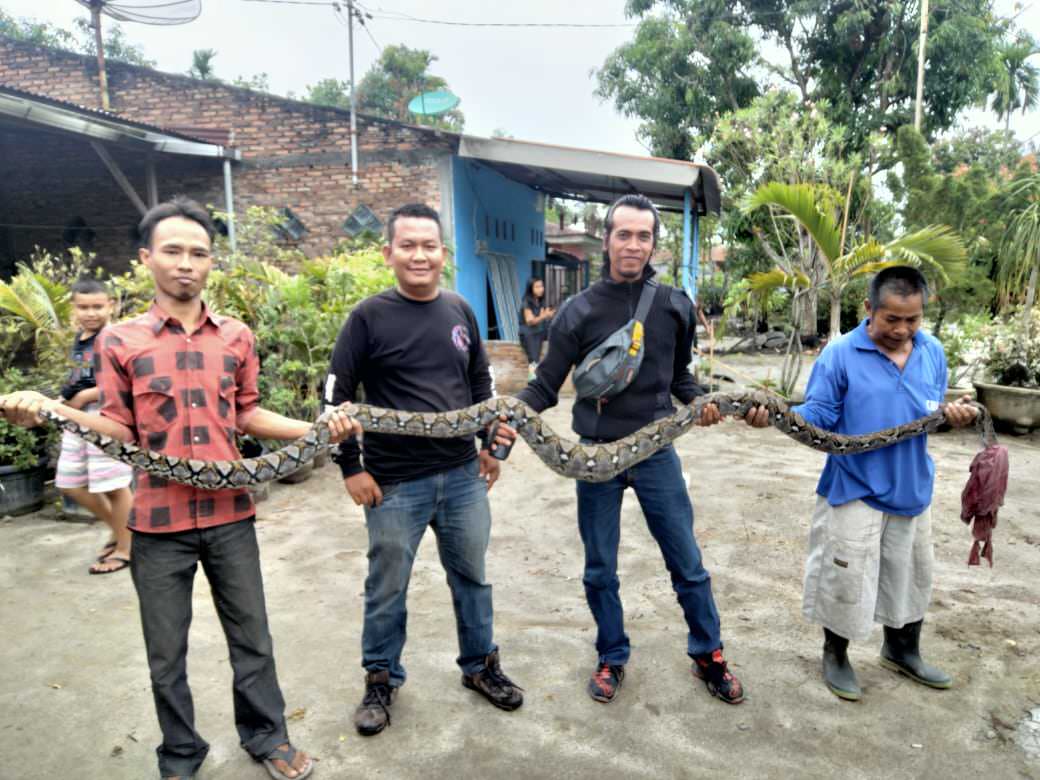 Seekor ular piton berukuran 3,5 meter ditemukan warga. (Muhammad Gani/Metro Asahan).