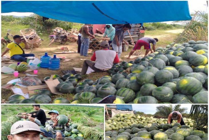 Panen 10 Ton Semangka di Siali-ali-Palas.