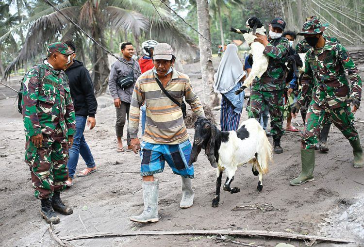 (DIPTA WAHYU/JAWA POS) JUGA DAPAT PERHATIAN: Evakuasi ternak di Dusun Kebonagung, Desa Sumberwuluh, Kecamatn Candipuro, Kabupaten Lumajang (6/12).