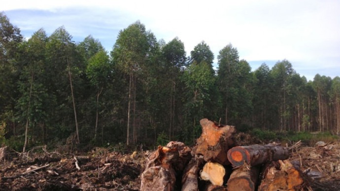 Konsesi hutan-Ilustrasi.