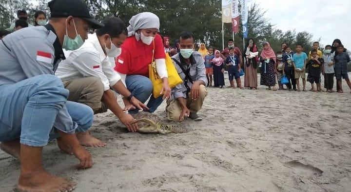 Kepala Kantor Perwakilan Bank Indonesia (BI) Sibolga Aswin Kosotali dan melepasliarkan penyu hijau (chelonia mydas) dewasa di Pantai Binasi, Sabtu (5/2/2022) lalu.