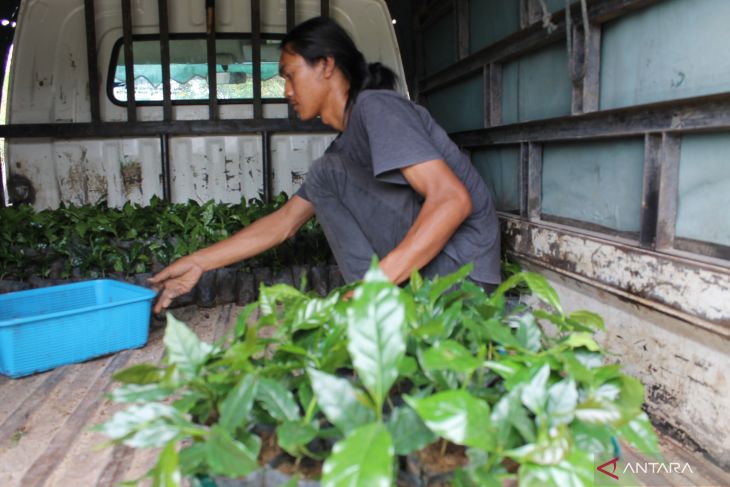 Foto: Bibit kopi arabika sipirok.