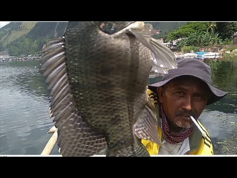 Ikan nila Danau Toba-Ilustrasi.