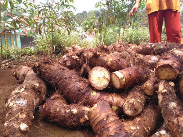 Talas beneng, umbinya besar daunnya lebar.