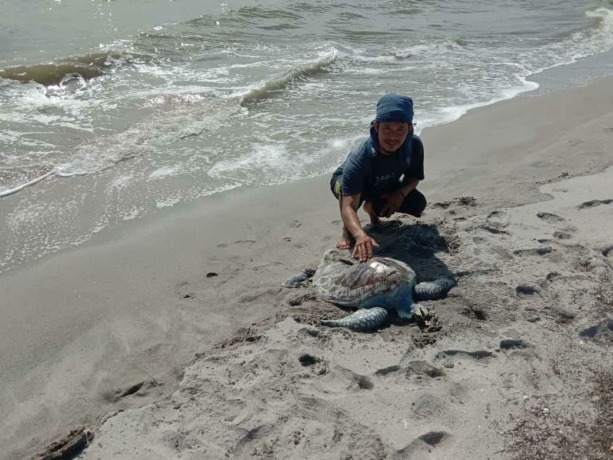 Foto: Zatam/New Tapanuli  Penyu ditemukan sudah menjadi bangkai di perairan Pantai Bandang, Desa Rawa Makmur.