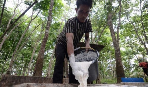 Seorang pekerja sedang mengumpulkan getah karet.