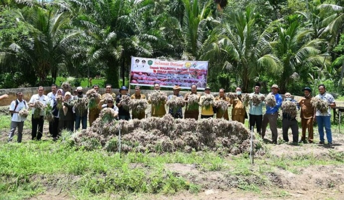 Poktan Mekar Sari Baruas Kecamatan Padang Sidempuan Batu Nadua Panen Bawang Merah.