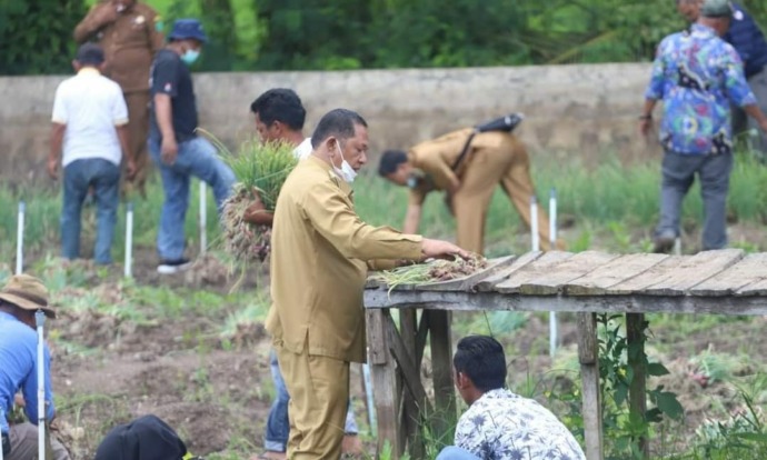Wali Kota Psp mengadiri panen bawang merah di Batu Nadua, Psp, Senin (7/3/2022).