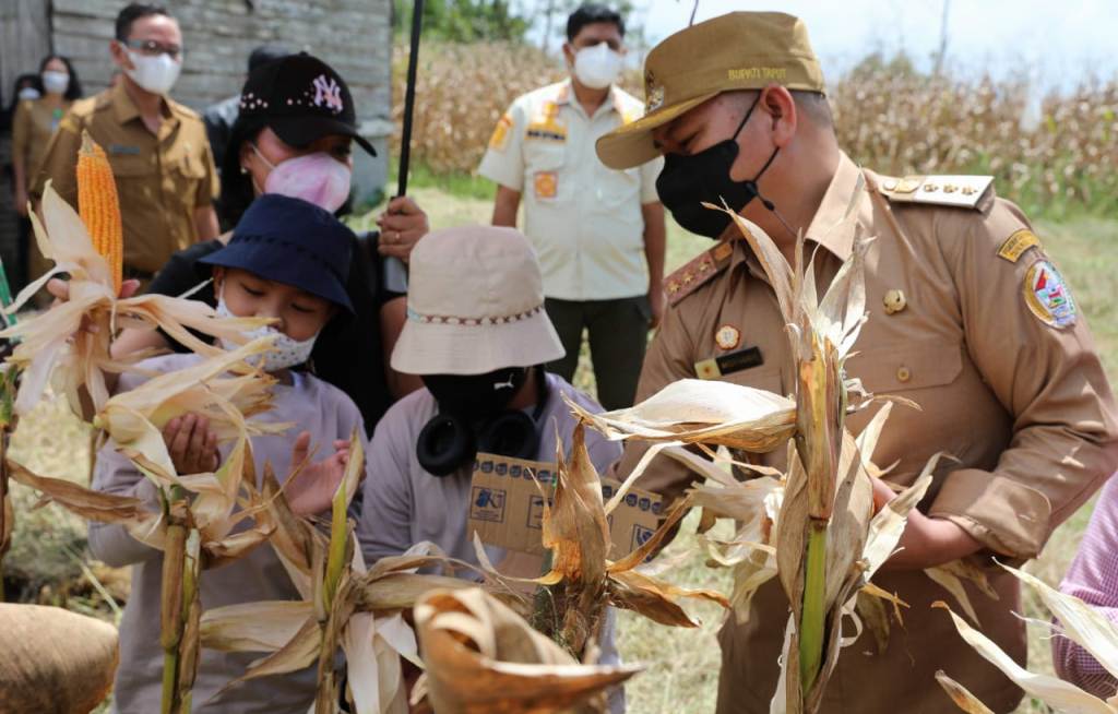 Bupati Taput Nikson nababan panen jagung bersama kelompok tani mandiri di Siborongborong.