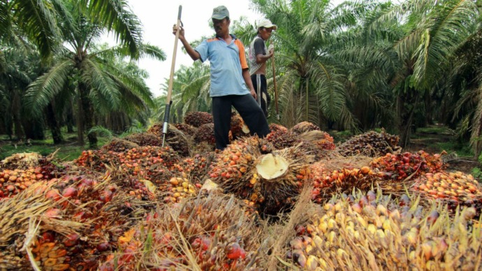 Harga Tandan Buah Sawit mengalami penurunan yang sangat drastis. bahkan kini harganya di angka Rp1000 per kg.