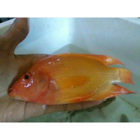 Ikan ivlis merah atau red devil.