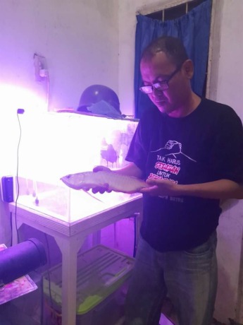 Nizam saat melihat ikan arwana jenis super red miliknya seharga Rp 10 juta yang mati di akuarium. (Istimewa).