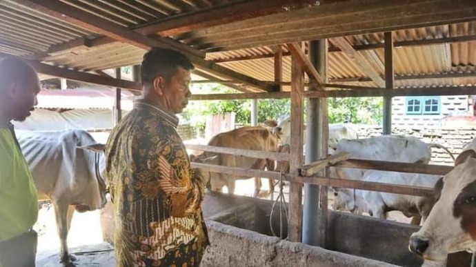 Bupati Simalungun Radiapoh Hasiholan Sinaga meninjau ternak sapi. (f: metro/ist)