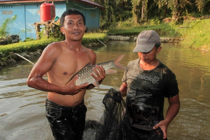 Foto:Ikan jurung Asahan yang sudah dipasarkan ke luar negeri.