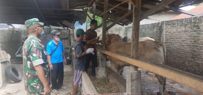 Petugas sedang memeriksa hewan yang terindikasi PMK di Kabupaten Simalungun.