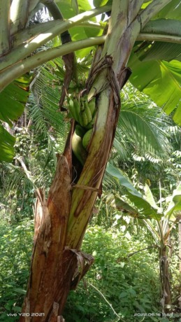 Buah pisang unik di Asahan tumbuh di dalam batang pohon. (Istimewa)