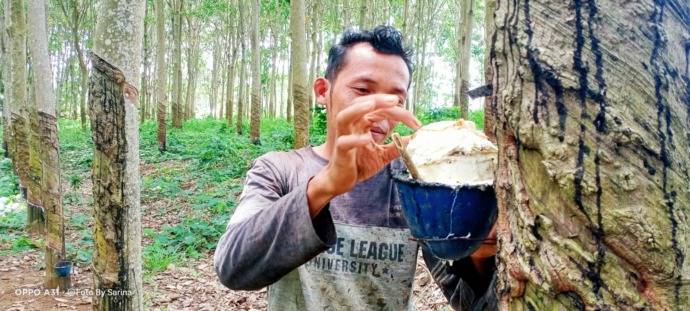 Salah seorang pengepul getah karet.