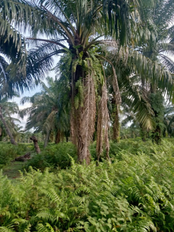 Kondisi tanaman kelapa sawit di areal PTPN 3 Kebun Pulau Mandi.
