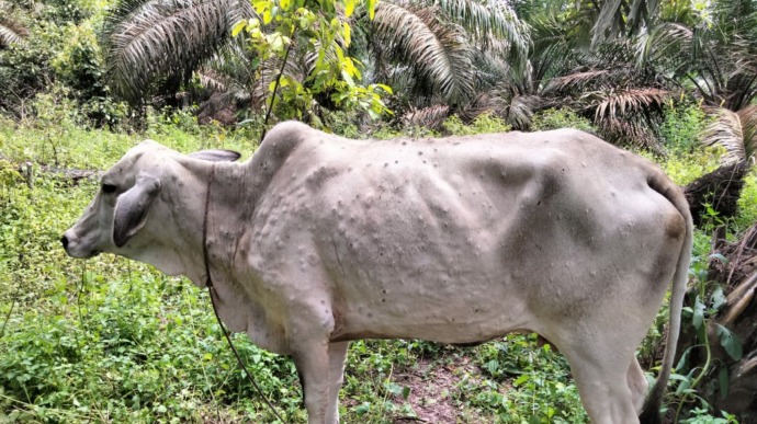 Sapi di Kabupaten Simalungun terjangkit penyakit kulit berbenjol.