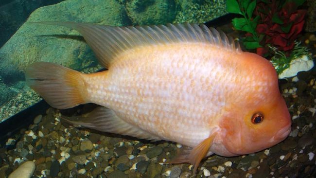 Ikan Red Devil beranak pinak di Danau Toba.