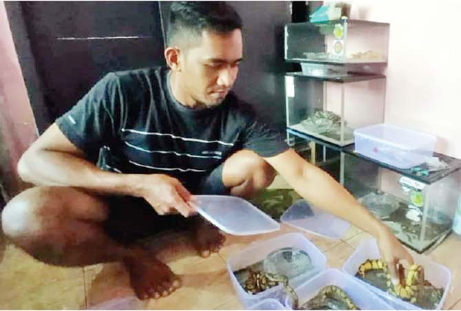 Muhammad Idris, 24, warga Desa Winongan Kidul, Kecamatan Winongan, Kabupaten Pasuruan, menunjukan beberapa ekor ular piton yang diternaknya.