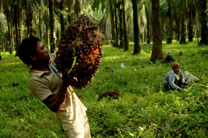 Pekerja mengangkat hasil panen kelapa sawit di perkebunan kelapa sawit PT. Perkebunan Nusantara XIV, Bayondo, Kecamatan Tomoni, Luwu Timur, Sulsel, Sabtu (10/5). Data Asosiasi Petani Kelapa Sawit Indonesia (Apkasindo) Sulawesi Selatan menyebutkan, luas ar