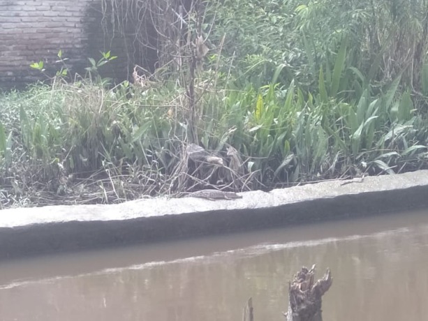 Foto: Dedy Lemvino/Metro Asahan Buaya sepanjang 1 meter sedang berjemur di atas tembok pembatas sungai Sei Sibalam, Sei Tualang Kuala Raso, Tanjungbalai.