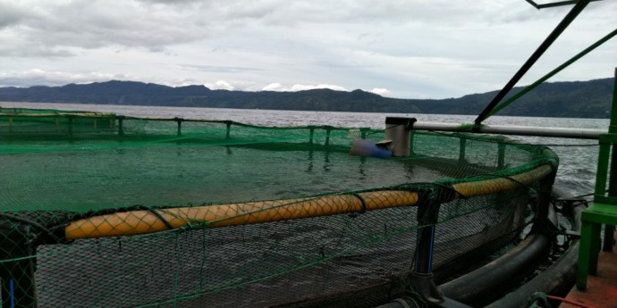 Foto: Dame Ambarita  Keramba Jaring Apung ikan milik PT Aquafarm di Danau Toba.