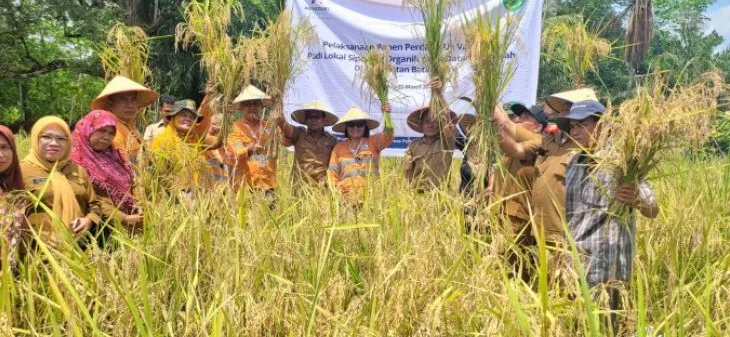 Foto: Dok Pengembangan padi lokal Siporang melalui uji coba adaptasi di dataran rendah.