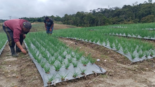 Foto: Gemayel/MetroDaily  Ketua Kelompok Tani Ria Kerja, Amintas Lumbangaol, didampingi Rein Siregar, saat di lokasi Food Estate Humbahas.