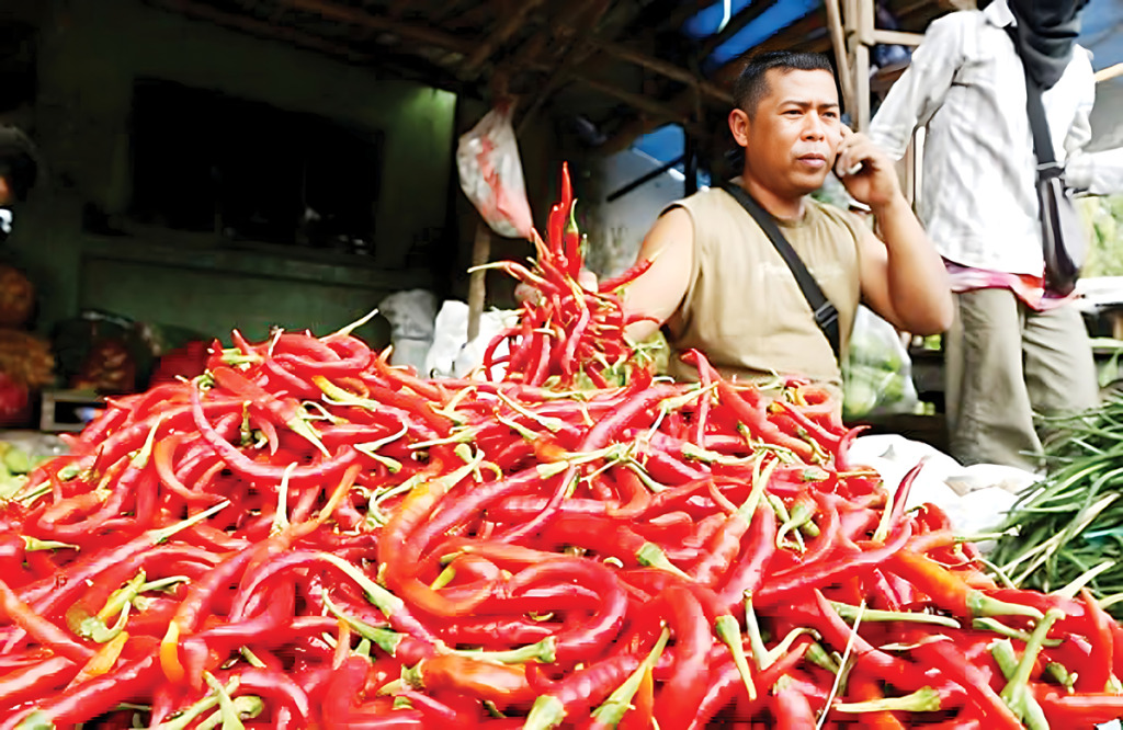 Cabai merah-Ilustrasi.