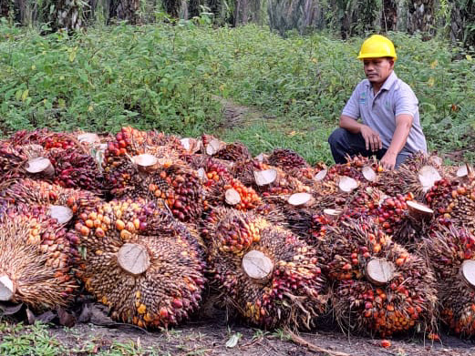Foto: Asian Agri for MetroDaily  Ketua Koperasi Tebing Tinggi Pangkatan Sejahtera (KTTPS) Desa Tebing Tinggi Kecamatan Pangkatan Kabupaten Labuhanbatu, Sumatera Utara, Khairul Anam