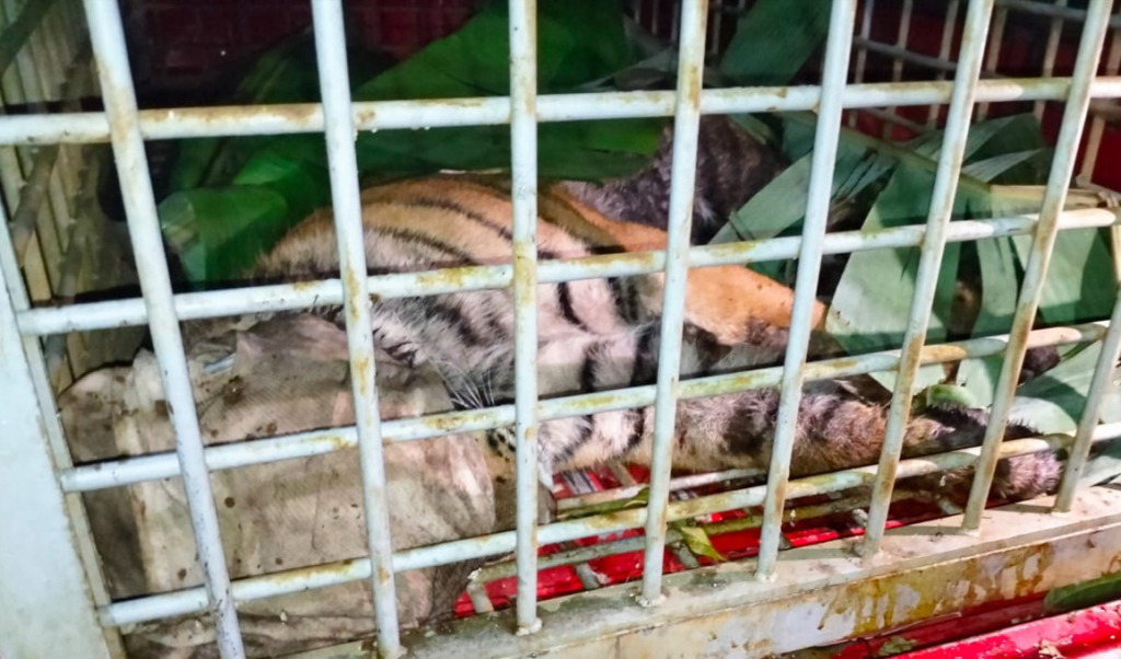 Foto: BKSDA Sumut  Tim dari BKSDA mengevakuasi Harimau Sumatera dari jerat warga.