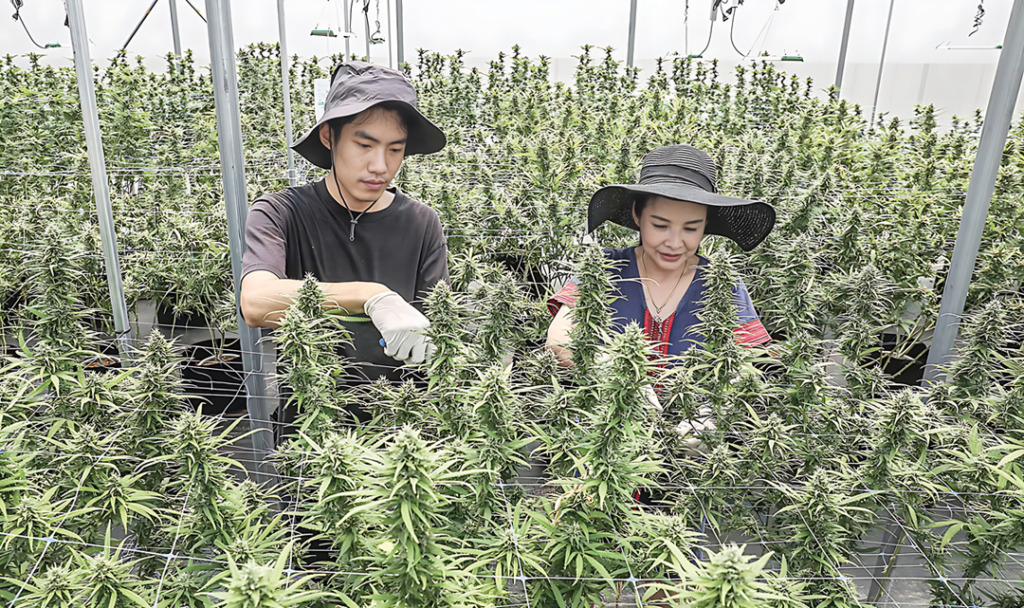 Foto: HENDRA EKA/Jawa Pos  Wiranpat Thasak bersam putranya, Latthawat Chaivitnon, memeriksa daun ganja di greenhouse perkebunan Firefly Cannabis Farm, Chiang Mai, Thailand.