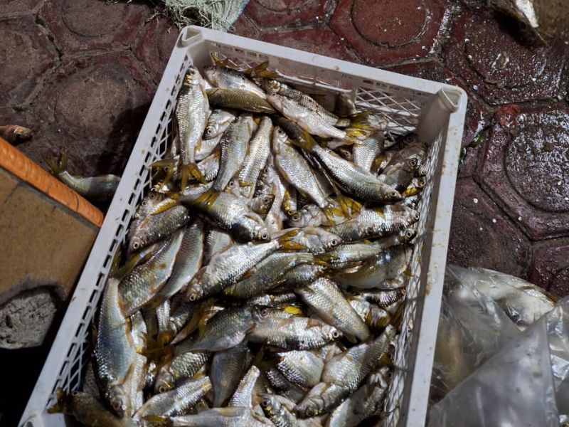 Ikan Pora-Pora hasil tangkapan nelayan di Balige, Sumatra Utara-Ilustrasi.