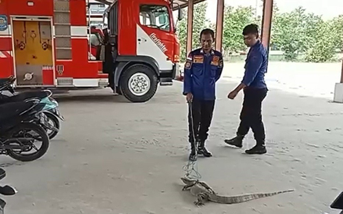 Petugas Damkar menjerat biawak .(Istimewa)